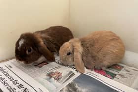 The five rabbits were found on 26 May at the Hill of Fare.