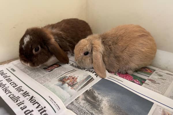 The five rabbits were found on 26 May at the Hill of Fare.