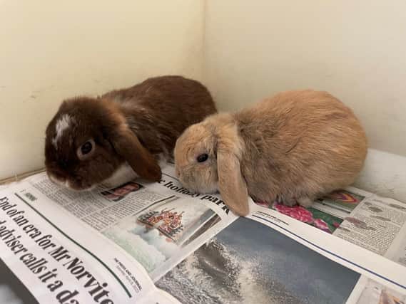 The five rabbits were found on 26 May at the Hill of Fare.