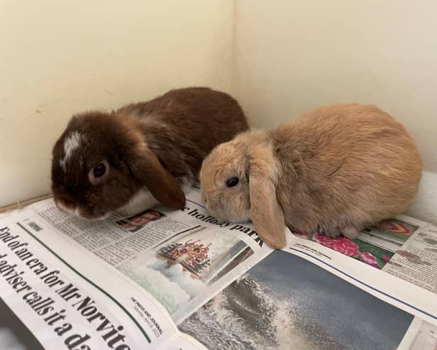 The five rabbits were found on 26 May at the Hill of Fare.