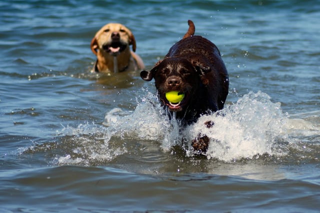 2020's top dog is down into second position, with 13,562 Labrador Retrievers registered in the first three months of 2021. Labradors were originally imported into the UK from Canada.