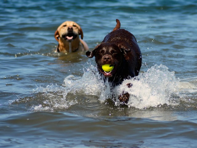2020's top dog is down into second position, with 13,562 Labrador Retrievers registered in the first three months of 2021. Labradors were originally imported into the UK from Canada.