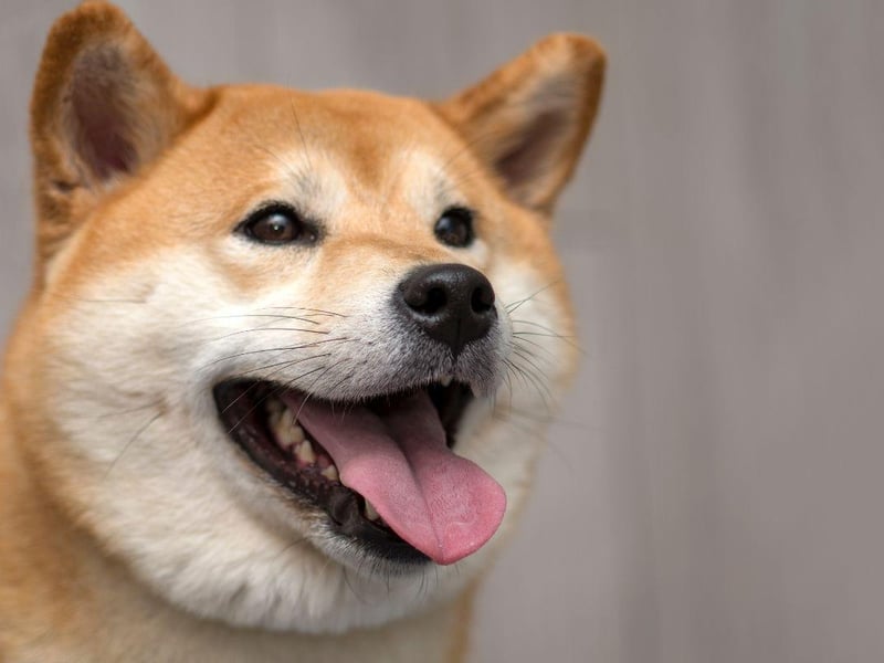 The most cat-like of dog breeds, the Shiba Inu is loving but also equally happy to entertain themselves.