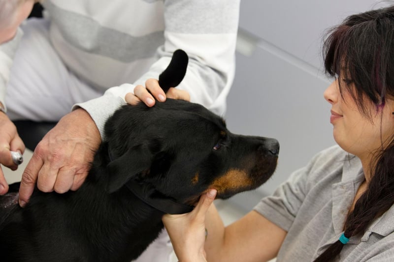 Rottweilers are another breed of large dog that commonly suffer from hip dysplasia. Another early indication of the condition is if your pet is leaning in one direction while walking, in an attempt to protect the troublesome hip.