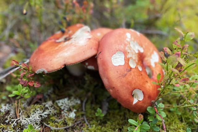 Fungus sprouting in the forests of Dalarna. Pic: PA Photo/Sarah Marshall.