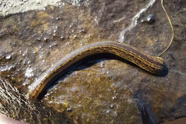Leeches have been used to drain off 'bad blood' and cure a variety of human maladies since prehistoric times, but a massive surge in their use in the early 1800s led to huge steep declines in UK and European populations