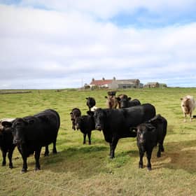 Leis an t-slighe air adhart gu math mi-chinnteach, tha croitearan is tuathanaich a’ cur an cùlaibh ris a’ ghniomhachas. (Dealbh: Adrian Dennis/Getty Images)