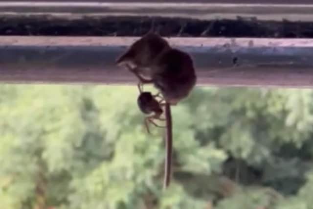 A venomous noble false widow spider, an invasive alien species, has been seen preying on a pygmy shrew in the UK in the first known case of its kind globally