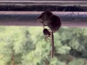 A venomous noble false widow spider, an invasive alien species, has been seen preying on a pygmy shrew in the UK in the first known case of its kind globally