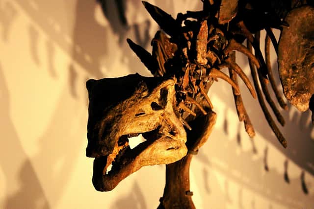 If you fancy an encounter with a T-rex up-close and personal, head to Dino Park near Dumfries to see replicas of the majestic beasts.