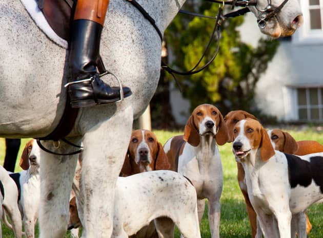 Hunting with a pack of dogs is illegal in Scotland. Picture: Getty Images