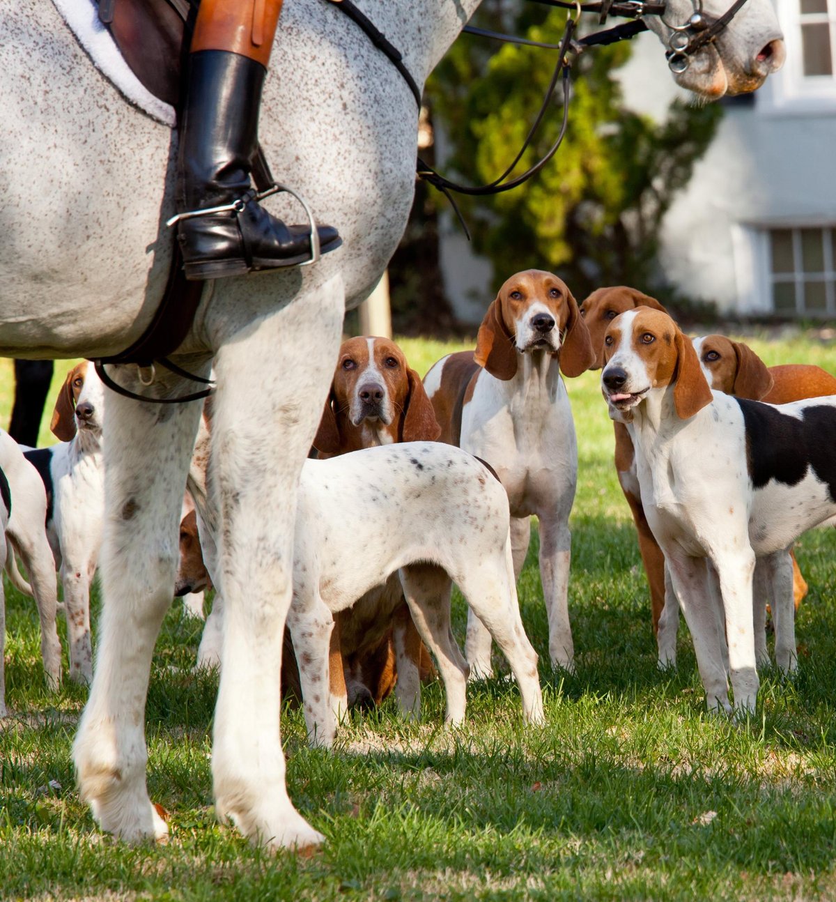 Why the Scottish Parliament has passed a new Hunting with Dogs Bill &#8211; Mairi McAllan