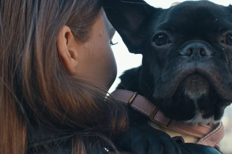 The French Bulldog is the perfect breed for city dwellers living alone. They have great personalities, are quite happy to entertain themselves for a few hours and are perfectly happy living in a flat.