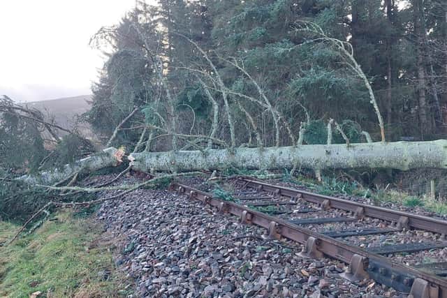A tree blocking the Inverness-Thurso Far North Line north of Tain during Storm Isha. (Photo by Network Rail Scotland)