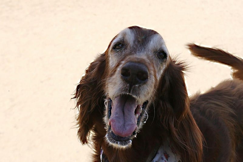 Another dog that is cheeriest while exercising, Irish Setters never get tired of playing with their families, a constantly-wagging tail demonstrating just how happy they are. Their distinctive red colour made them easy for hunters to see when using them to help find game.