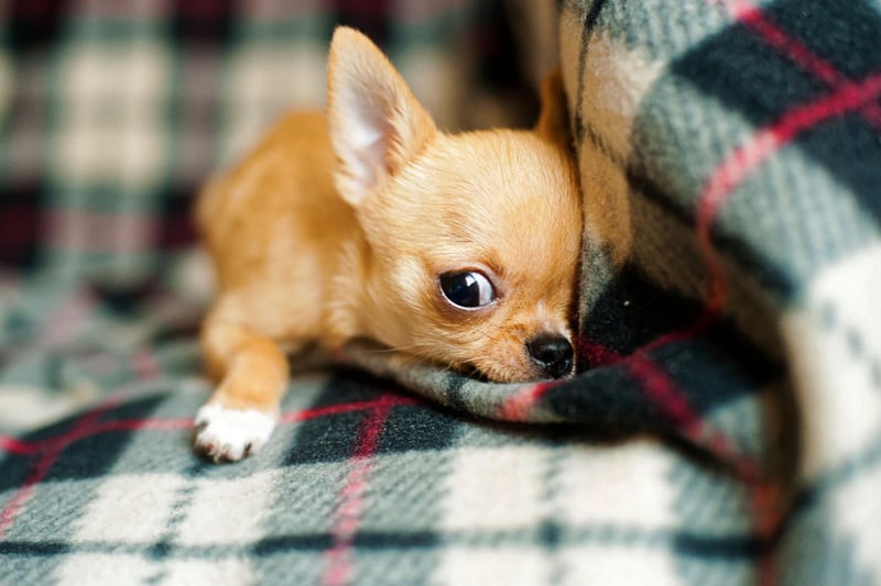 The Chihuahua is the world's smallest breed of dog and will set you back roughly £1,100-£1,600.