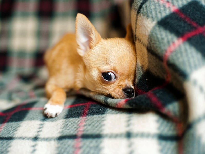 The Chihuahua is the world's smallest breed of dog and will set you back roughly £1,100-£1,600.
