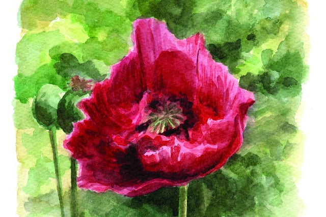 This year I have been painting more sketches in watercolours alone, without any linework. Focusing my eye on the colours and layers which can be caught with this medium so well. This poppy I painted in many layers letting each one dry before adding the next.