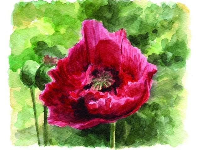 This year I have been painting more sketches in watercolours alone, without any linework. Focusing my eye on the colours and layers which can be caught with this medium so well. This poppy I painted in many layers letting each one dry before adding the next.