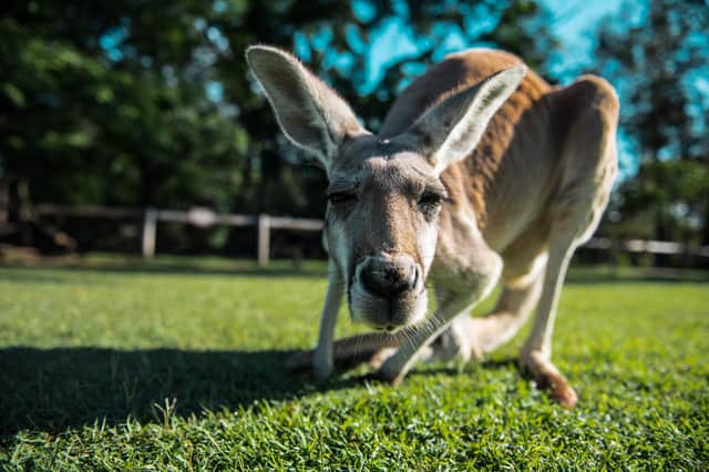 Kangaroos can communicate with humans, a new study has found (Picture: Gaston Subovsky/Getty Images/iStockphoto)