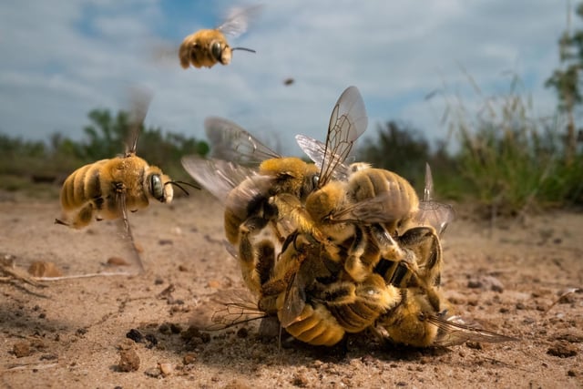 The big buzz by Karine Aigner, overall winner and winner of the Behaviour: Invertebrates category at the Wildlife Photographer of the Year competition The image of a buzzing ball of cactus bees spinning over the hot sand on a Texas ranch has helped its creator to win the coveted Wildlife Photographer of the Year competition.
