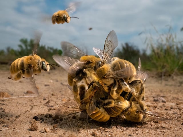 The big buzz by Karine Aigner, overall winner and winner of the Behaviour: Invertebrates category at the Wildlife Photographer of the Year competition  The image of a buzzing ball of cactus bees spinning over the hot sand on a Texas ranch has helped its creator to win the coveted Wildlife Photographer of the Year competition.