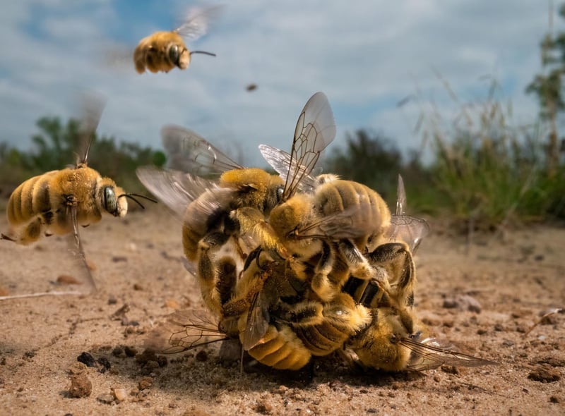 The big buzz by Karine Aigner, overall winner and winner of the Behaviour: Invertebrates category at the Wildlife Photographer of the Year competition  The image of a buzzing ball of cactus bees spinning over the hot sand on a Texas ranch has helped its creator to win the coveted Wildlife Photographer of the Year competition.