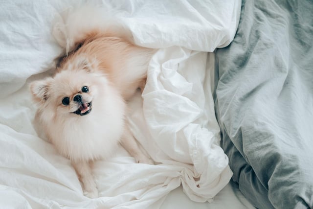 Tipping the scales at between 1.9-3.5 kg the Pomeranian takes third spot in our list of the world's smallest dog breeds. Poms are perfect dogs for carrying about everywhere with you.