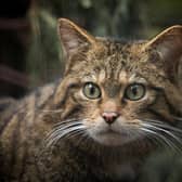 Wildcats are being bred for release at the Royal Zoological Society of Scotland’s Highland Wildlife Park, where O'Leary has visited some of the cats and championed the work of the Saving Wildcats team. Pic:RZSS