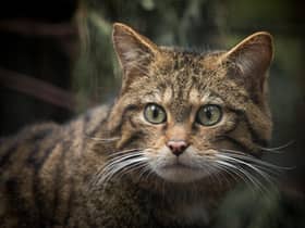 Wildcats are being bred for release at the Royal Zoological Society of Scotland’s Highland Wildlife Park, where O'Leary has visited some of the cats and championed the work of the Saving Wildcats team. Pic:RZSS