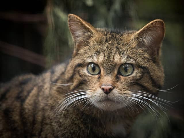 Wildcats are being bred for release at the Royal Zoological Society of Scotland’s Highland Wildlife Park, where O'Leary has visited some of the cats and championed the work of the Saving Wildcats team. Pic:RZSS