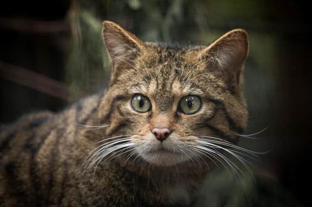 Wildcats are being bred for release at the Royal Zoological Society of Scotland’s Highland Wildlife Park, where O'Leary has visited some of the cats and championed the work of the Saving Wildcats team. Pic:RZSS