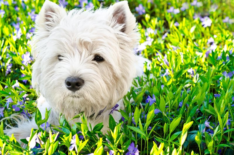It's believed that white terriers first arrived on UK shores on a ship from the Spanish Armada that was wrecked on the island of Skye in 1588. Their descendents were kept distinct from other native breeds by the Clan Donald.