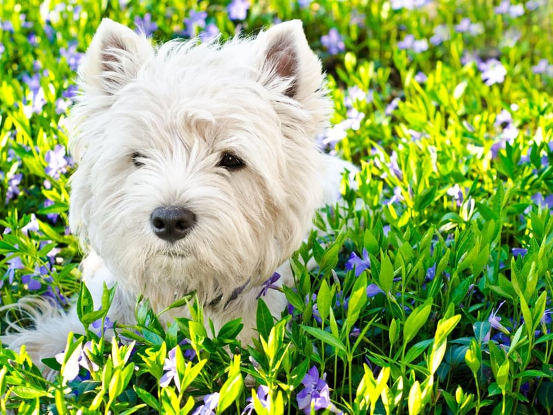 It's believed that white terriers first arrived on UK shores on a ship from the Spanish Armada that was wrecked on the island of Skye in 1588. Their descendents were kept distinct from other native breeds by the Clan Donald.