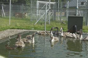 The Scottish SPCA confirmed that HN51 was detected among wild birds in Fife and Angus.