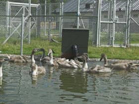 The Scottish SPCA confirmed that HN51 was detected among wild birds in Fife and Angus.