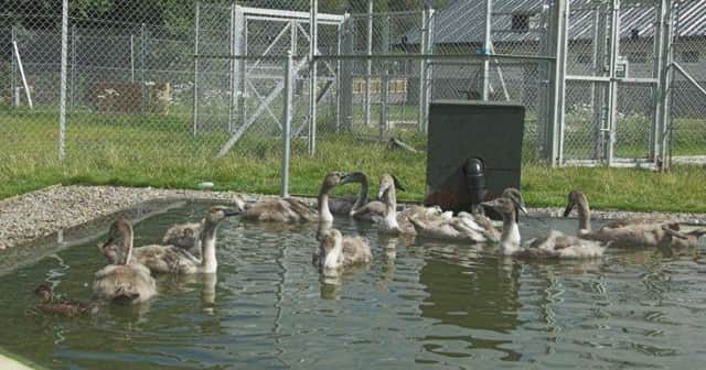 The Scottish SPCA confirmed that HN51 was detected among wild birds in Fife and Angus.