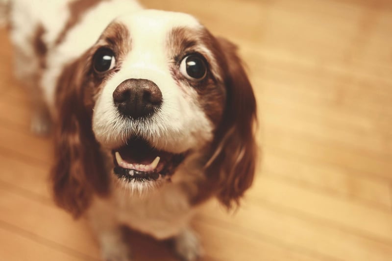 The 'king' in the Cavalier KIng Charles Spaniel is King Charles II, who was devoted to spaniels and took them everywhere he went.