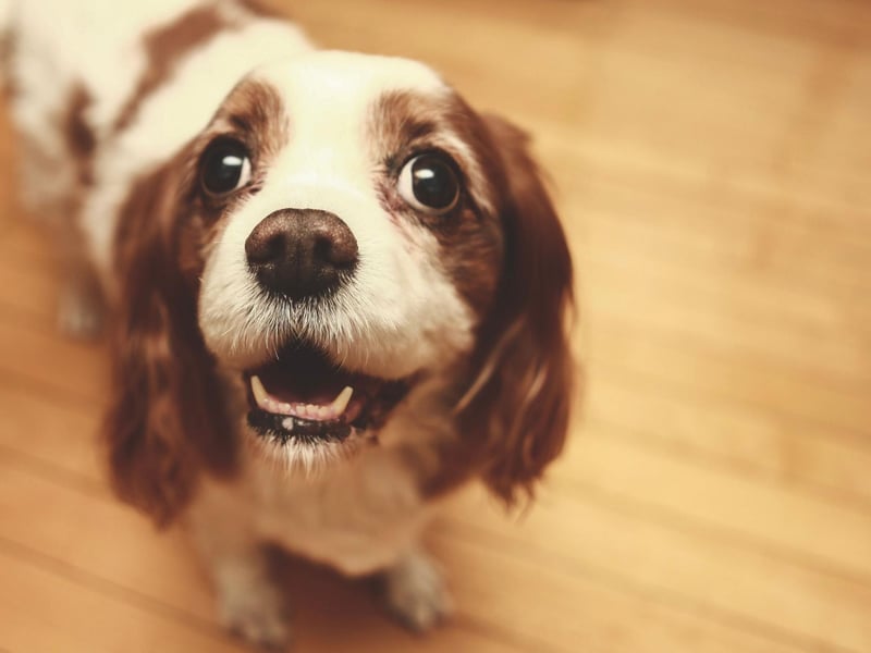 The 'king' in the Cavalier KIng Charles Spaniel is King Charles II, who was devoted to spaniels and took them everywhere he went.
