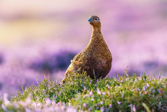 The committee has said more information is needed on the levels of recovery of raptor populations on or in the vicinity of grouse moors to enable a view on whether the proposed licence schemes for the use of wildlife traps and for grouse shooting are a proportionate response (pic: Getty Images/iStockphoto)