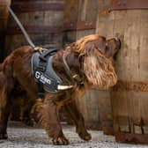 Rocco, a newly employed sniffer dog helping with quality control at a whisky who will report back to appropriately named boss, Mr Chris Wooff.