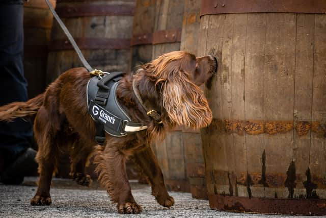 Rocco, a newly employed sniffer dog helping with quality control at a whisky who will report back to appropriately named boss, Mr Chris Wooff.