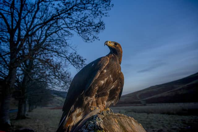 Police are investigating after a satellite-tagged golden eagle was reported missing in an area of Perthshire identified as a 'hotspot' for persecution of birds of prey