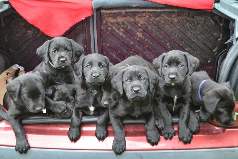 Celebrity Labrador owners include Drew Barrymore (Flossie), Bill Clinton (Buddy), Minnie Driver (Bubba), Mary Kate Olsen (Luca), Gwyneth Paltrow (Holden), Steve Martin (Roger), Anne Hathaway (Esmerelda) and Hulk Hogan (Rosello).