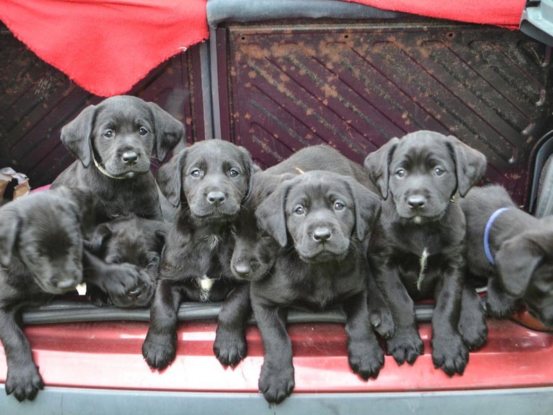 Celebrity Labrador owners include Drew Barrymore (Flossie), Bill Clinton (Buddy), Minnie Driver (Bubba), Mary Kate Olsen (Luca), Gwyneth Paltrow (Holden), Steve Martin (Roger), Anne Hathaway (Esmerelda) and Hulk Hogan (Rosello).