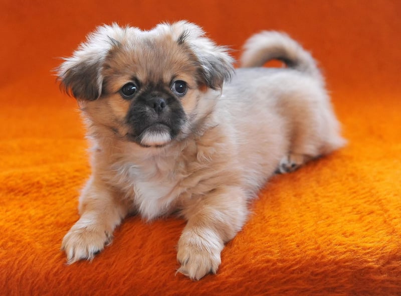 The Pekingese could be considered the ultimate lap dog. This breed likes peace and calm, so is perfect for a quieter home free of children. They also tend to form a particularly strong relationship with one particular person, creating a special bond.