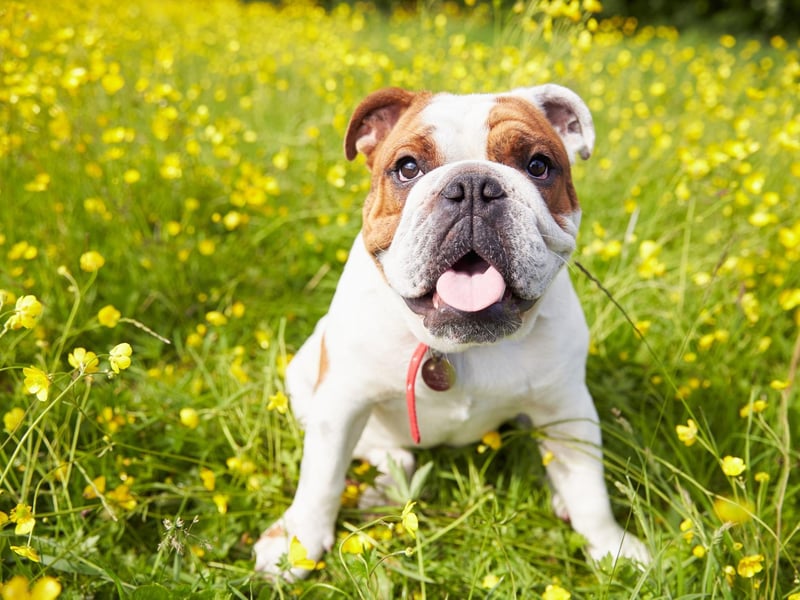 The British version of the bulldog is the sixth most taken dog in the UK - with 94 thefts.
