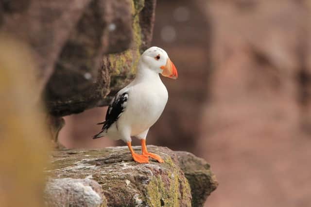 The white puffin spotted on Handa Island Wildlife Reserve