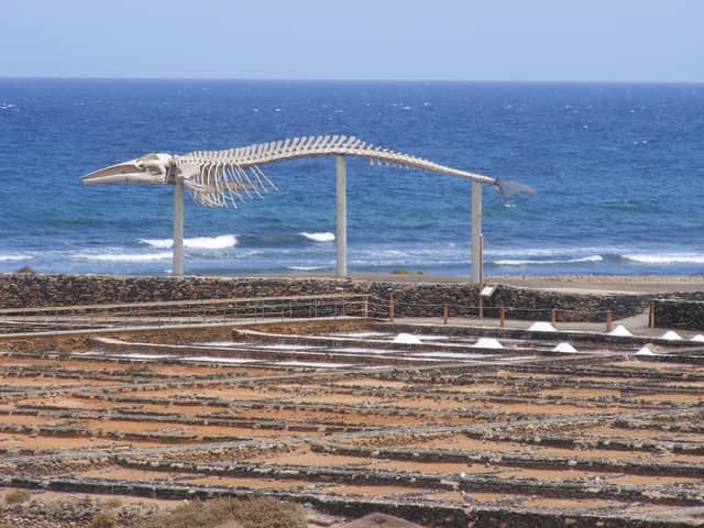 A skeleton of a fin whale, the second largest of the species, which can grow up to 27 metres long.