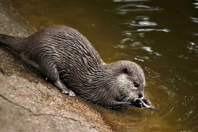 Otter playing in water.